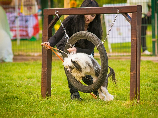Eine Frau leitet einen Chinesischen Schopfhund durch einen Reifen, der an einem Holzrahmen hängt. Dynamisches Agility-Training.