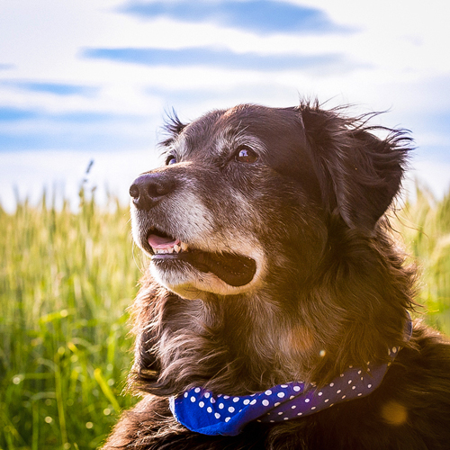 Tierfotografie Hundeporträt auf Feldweg , Hund schaut fragend zu Frauchen