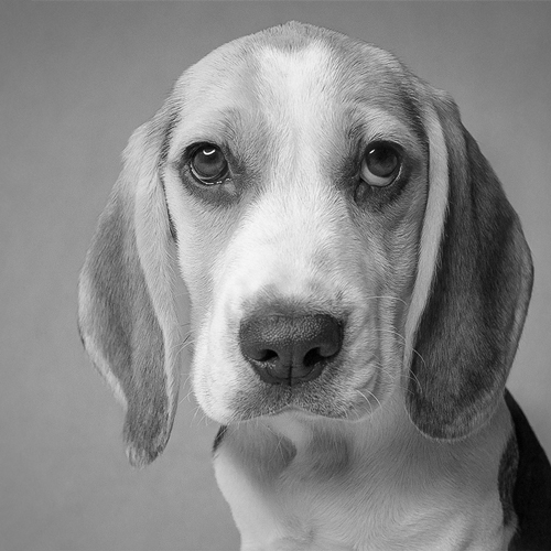 Beagle Welpen Porträt