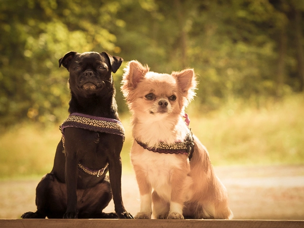 Mein Auge für natürliche Schönheit: Ein Hundepaar im Steigerwald, das die entspannte Atmosphäre meiner Fotoshootings und meine Expertise in der Tierfotografie widerspiegelt.