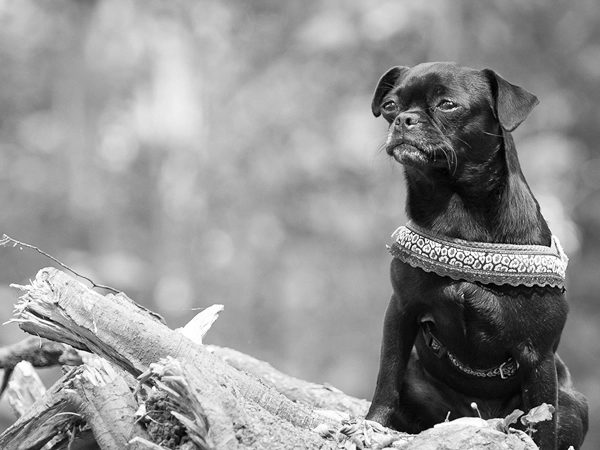 Mein Blick für besondere Momente: Ein Hund in einer einzigartigen Pose auf einem Baum, festgehalten in einem atmosphärischen Schwarz-Weiß-Porträt im Erfurter Steigerwald.