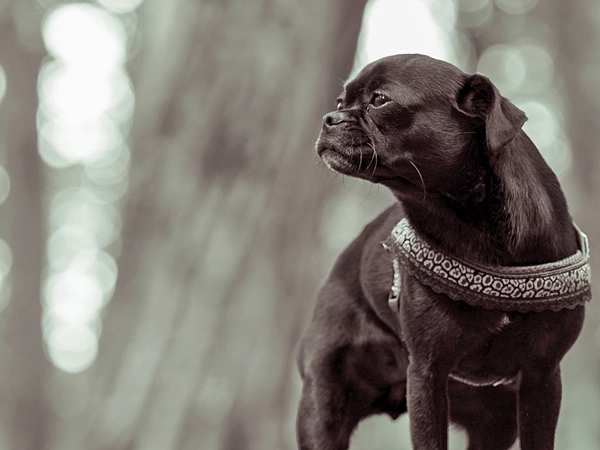 Ein agiler dunkler Hund steht auf einem dicken Baumstamm im Steigerwald bei Erfurt – eine dynamische Schwarz-Weiß-Aufnahme aus meiner On-Location-Tierfotografie.