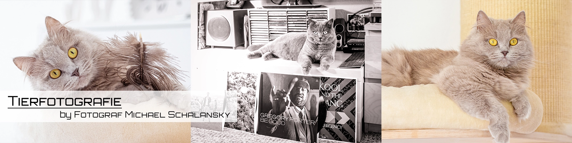 Banner mit drei Sepia-Fotos von Katzen: Eine Katze liegt auf weißem Untergrund, eine auf einer Stereoanlage, eine andere Katze liegt entspannt auf einem Kissen.