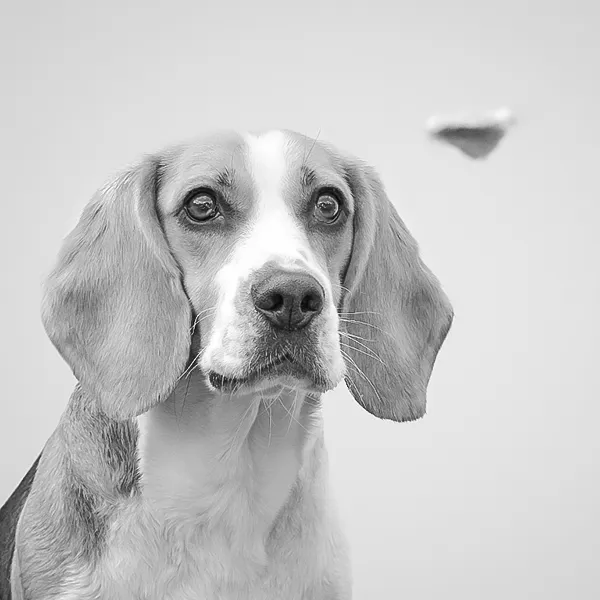 Schwarz-weiß Tierporträt eines Beagles – konzentrierter Blick nach oben auf ein Leckerli, lange Ohren, ruhiger heller Hintergrund.