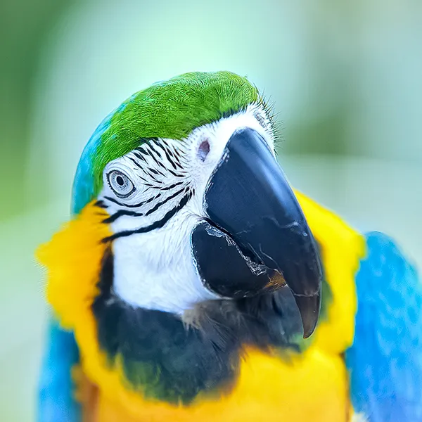 Porträt eines blaugelben Aras im Erfurter Zoo – Nahaufnahme mit scharfem Auge, kräftigen Gelb-Blau-Grün-Farben und weichem Hintergrund.