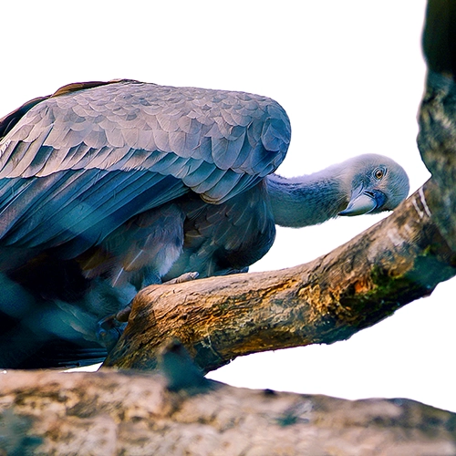Mein Porträt eines imposanten Geiers mit blaugrauem Kopf und Gefieder, der auf einem robusten Baumast sitzt und aufmerksam zur Seite blickt.