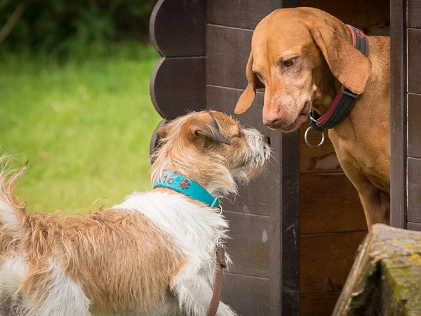 Zwei Hunde kommunizieren miteinander vor einer Holzhütte: Ein Terrier-Mischling blickt zu einem größeren, hellbraunen Hund, der aus der Hundehütte schaut – ein lebendiger Moment, den ich eingefangen habe.