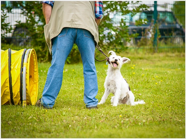 Ein weißer Hund mit braunen Flecken sitzt vor einem gelben Agility-Tunnel und verweigert das Hindernis, während sein Herrchen danebensteht.