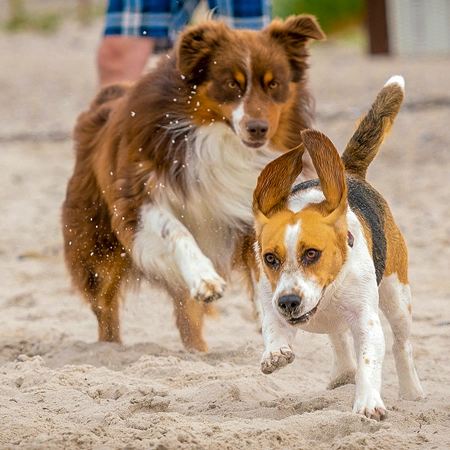 Mein Foto: Ein Beagle und ein brauner Australian Shepherd jagen und spielen ausgelassen am Sandstrand der Hohwachter Bucht – ein dynamischer Moment voller Lebensfreude.