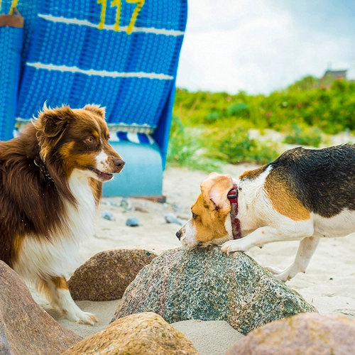 Mein Foto: Ein Australian Shepherd und ein Beagle erkunden neugierig Felsen am Sandstrand der Hohwachter Bucht, mit einem blau-weiß gestreiften Strandkorb im Hintergrund.