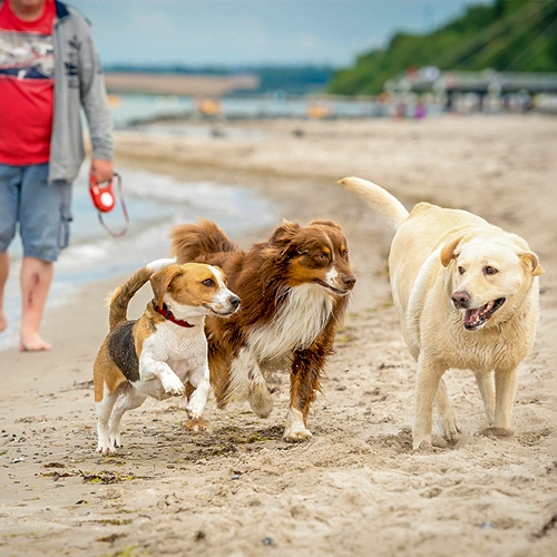 Drei fröhliche Hunde – ein Beagle, ein brauner Australian Shepherd und ein gelber Labrador – rennen ausgelassen am Strand entlang, während ein Mensch im Hintergrund spaziert – eine lebendige Aufnahme aus meiner Tierfotografie.