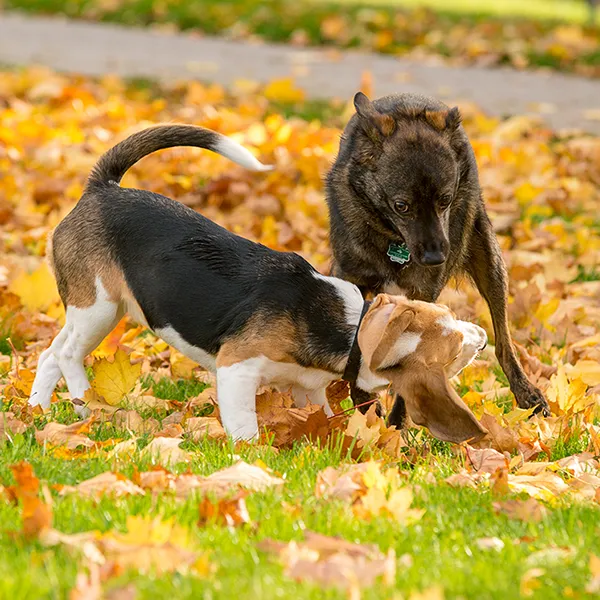 Tierfoto von zwei Hunden im Herbstlaub – kleiner Beagle schnuppert an einem Welpen, dunkler Hund steht daneben und blickt aufmerksam, grüne Wiese mit gelben Blättern.