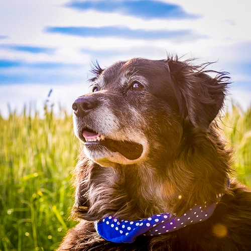 Tierporträt eines Hundes im Feld – Blick nach oben, blaues Halstuch mit Punkten, warmes Sonnenlicht, Himmel mit Wolken im Hintergrund.
