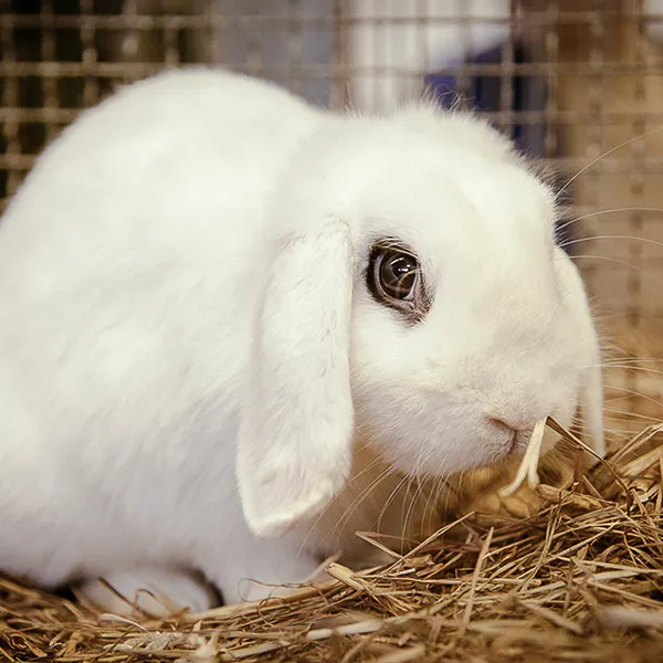 Tierporträt eines weißen Hängeohren-Kaninchens auf Stroh – Nahaufnahme mit glänzendem Auge, Gitter im Hintergrund, Kaninchausstellung in Ohrdruf (Thüringen).