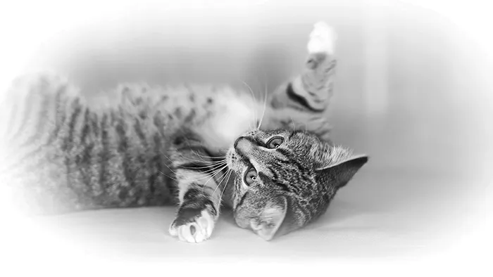 Schwarz-weiß Tierporträt von Katze Cafy – liegend auf der Seite, Pfote erhoben, wacher Blick, weicher Vignette-Look.