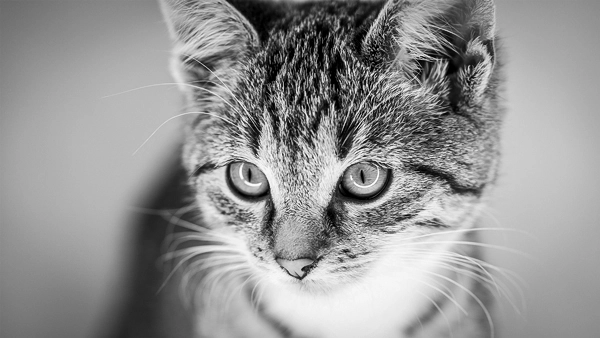 Nahaufnahme eines getigerten Katze in Schwarz-Weiß mit großen, aufmerksamen Augen und feinen Schnurrhaaren, nachdenklich blickend.