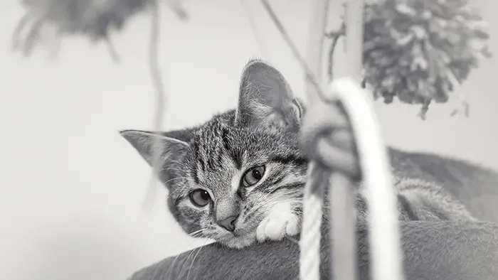 Schwarz-weiß Tierporträt von Katze Cafy – ruhiger Blick, Kopf auf der Pfote, weiches Licht und sanftes Bokeh.
