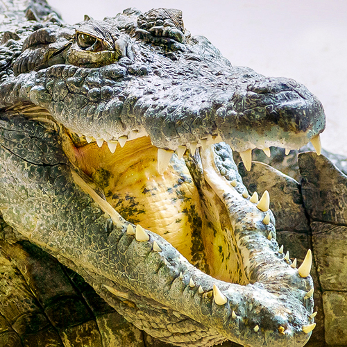 Aufnahme eines Krokodils beim Sonnenbad