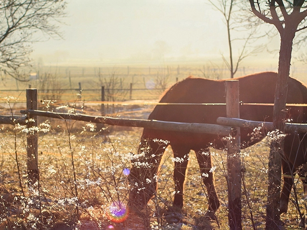 Tieraufnahme Pferd im Sonnenuntergang