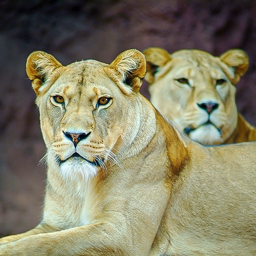 Tierporträt einer Löwin im Erfurter Zoo – wacher Blick, liegende Pose im Vordergrund, zweite Löwin unscharf im Hintergrund.