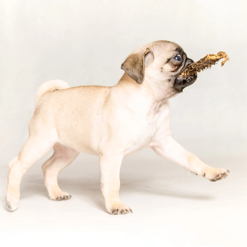 Mops-Welpe auf hellem Hintergrund mit Ochsenziemer im Maul – spielerische Pose im Schritt, wacher Blick, weiches Licht.