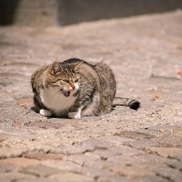 Tierfoto einer europäisch Kurzhaar-Mix Katze auf Kopfsteinpflaster an der Krämerbrücke in Erfurt – liegend, Maul geöffnet (Miau/Gähnen), natürlicher Hintergrund.