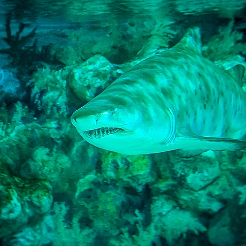 Detailreiches Porträt eines Hais unter Wasser, eingefangen durch professionelle Tierfotografie im Aquarium.