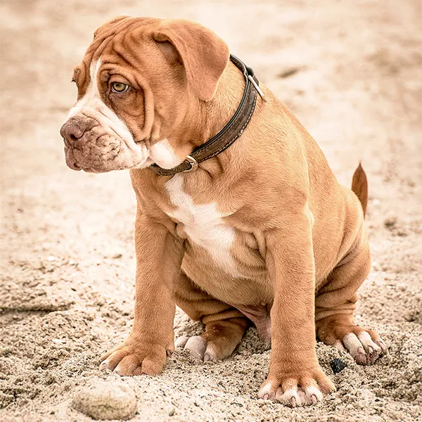 Tierporträt eines braun-weißen Faltenhund-Welpen am Strand auf Amrum – sitzend im Sand, Halsband, nach links blickend, weiches Tageslicht.