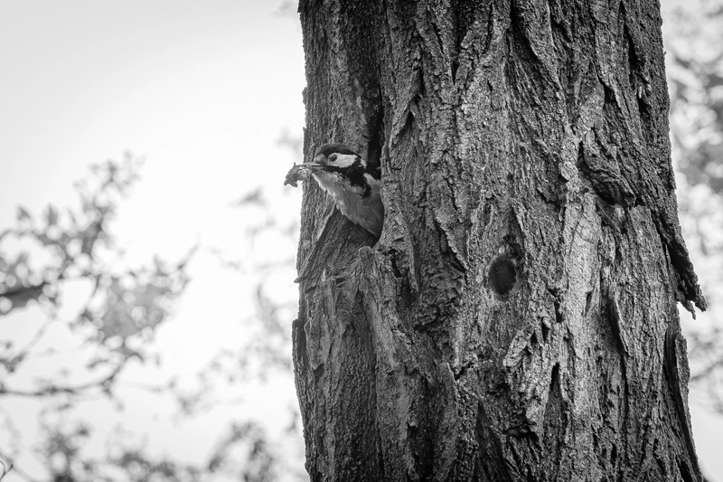 Buntspecht bei der Fütterung an einer Baumhöhle in Schwarz-Weiß – Tierfotografie von Michael Schalansky Schwarz-weiß Tierfoto eines Buntspechts bei der Fütterung an einer Baumhöhle.