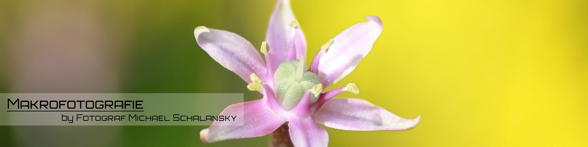 Makroaufnahme einer zarten rosa Blüte vor weichem gelb-grünem Hintergrund – Bannerbild zur Makrofotografie von Michael Schalansky.