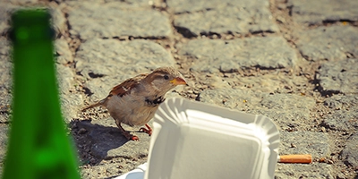 Spatz neben einer weggeworfenen Essensverpackung auf gepflasterter Straße