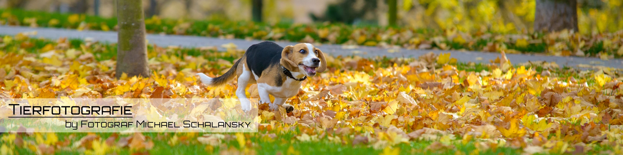 Tierfotografie mit Beagle-Dame im Herbstlaub – Fotograf Michael Schalansky Erfurt Beagle-Dame läuft aufmerksam durch herbstliches Laub im Park – Bannerbild zur Tierfotografie von Michael Schalansky aus Erfurt.