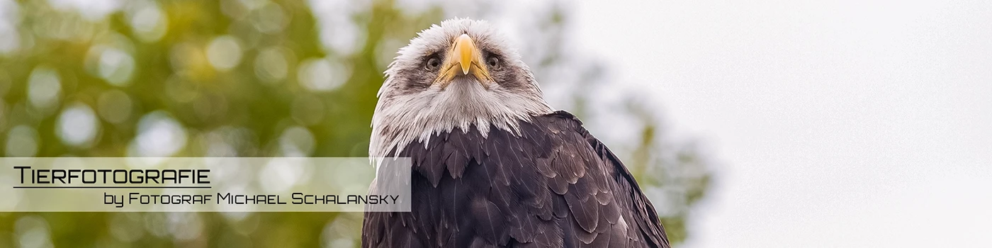 Tierfotografie – Michael Schalansky Banner zur Tierfotografie mit Greifvogel-Porträt und Schriftzug von Michael Schalansky