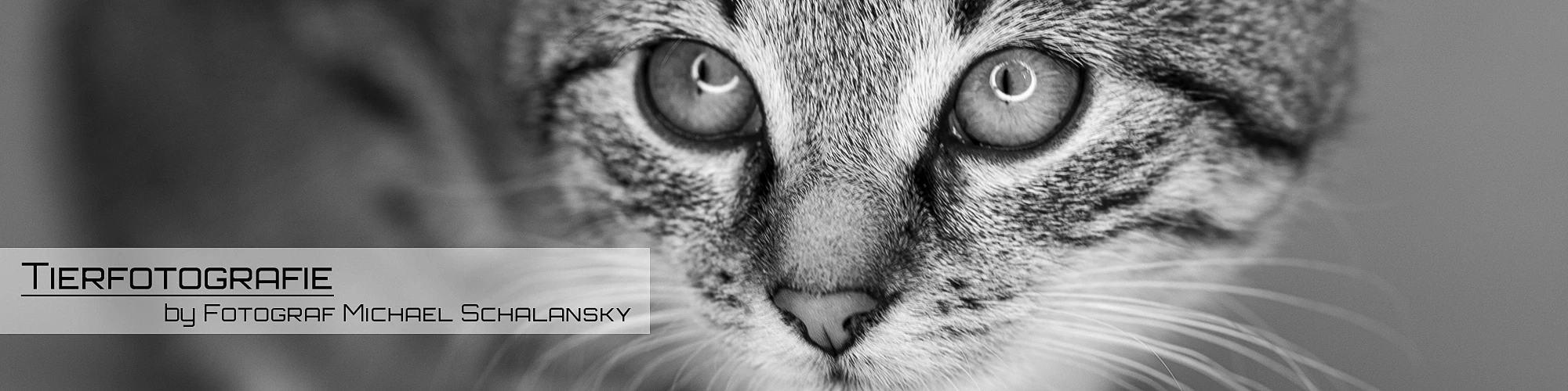 Tierfotografie Katze in Schwarz-Weiß – Michael Schalansky Erfurt Schwarz-Weiß-Banner mit Nahaufnahme einer Katze und intensivem Blick – Tierfotografie von Michael Schalansky aus Erfurt.