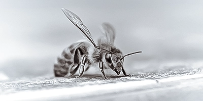 Makroaufnahme einer Wespe in Schwarz-Weiß auf heller Oberfläche