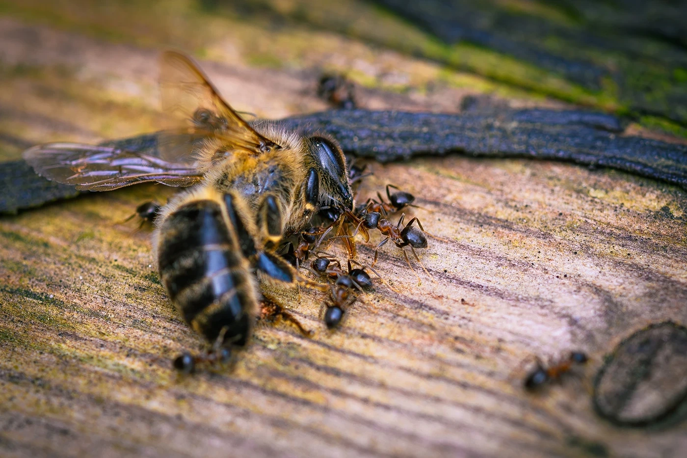 Makroaufnahme einer Wildbiene auf verwittertem Holz, umgeben von mehreren Ameisen – Detailfotografie von Michael Schalansky.